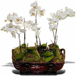 4 dallı orkide saksı çiçeği Ankara Bağlum Çiçekçi firma ürünümüz