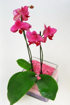 vazo içerisinde iki dallı saksı orkide çiçeği Ankara Ostim çiçek firmasından