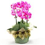 Ankara Ayaş Ostim çiçek gönderimi firması ürünümüz  dört dallı saksı orkide çiçeği