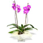 İki dallı orkide saksı çiçeği Ankara Keçiören Çiçekçi firma ürünümüz