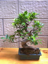 Ankara Ayaş Elvankent Çiçekçi firması ürünümüz Bonsai küçük japon ağacı iç mekan süs bitkisi