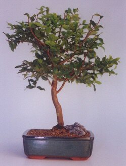Bonsai küçük japon ağacı iç mekan süs bitkisi Özel ve etkilemek isteyenler için