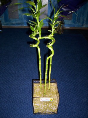 Ankara Ayaş çiçek gönder firmamızdan görsel ürün Lucky Bamboo şans meleği çiçeği bambu çiçeği